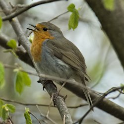 Singendes Rotkehlchen auf Baum