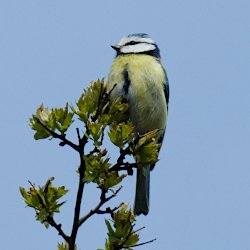 Blaumeise vor blauem Himmel