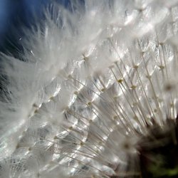 Pusteblume von unten