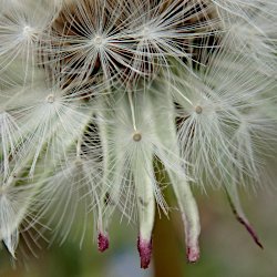 Pusteblume Ausschnitt