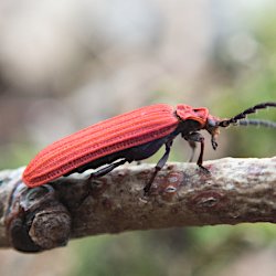 Rotdeckenkäfer
