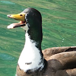 Stockente Erpel Bastard mit weissem Hals