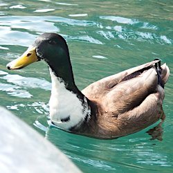 Stockente Erpel Bastard mit weissem Hals