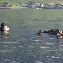 Stockenten Küken mit Mutter und Vater