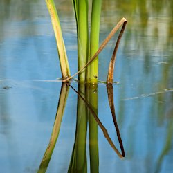 Spiegelung Schilf