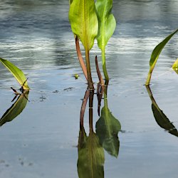 Froschlöffel Spiegelung