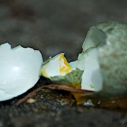 zerbrochene Eierschale auf dem Boden