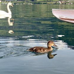 Stockentenküken vor Schwan und unter Paddel