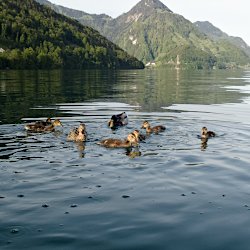 Stockentenküken die ganze Familie