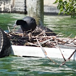 Blässhuhn Nest auf Steg