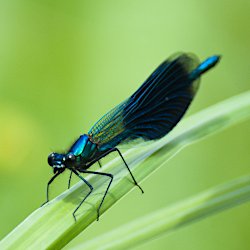 Gebänderte Prachtlibelle Seite