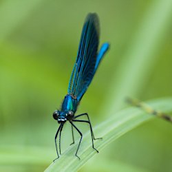 Gebänderte Prachtlibelle Vorne