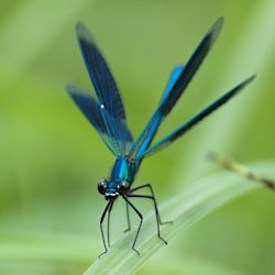 Gebänderte Prachtlibelle aufgeklappte Flügel