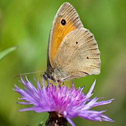 Schmetterling Kleines Wiesenvögelchen