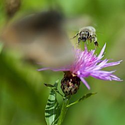 Biene im Anflug