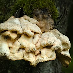 Pilz am Baum