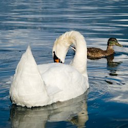 Höckerschwan und Stockente