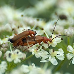 Rotgelbe Weichkäfer bei der Paarung auf Wiesen-Bärenklau