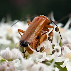 Rücken Rotgelbe Weichkäfer