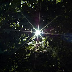 Sonnenstrahlen im Baum