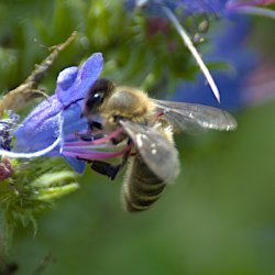 Biene auf Gewöhnlichem Natternkopf