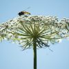 Insekt auf Blüte