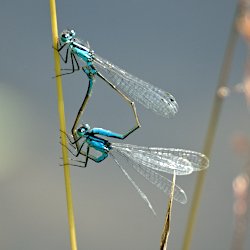 Zwei Libellen bei der Paarung