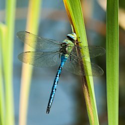 Libelle im Schilf