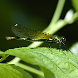 grüne Libelle