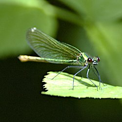 Gebänderte Prachtlibelle Weibchen