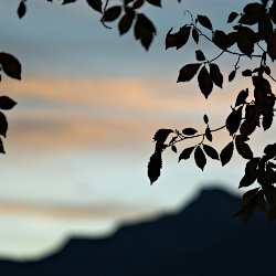 Blätter im Sonnenaufgang