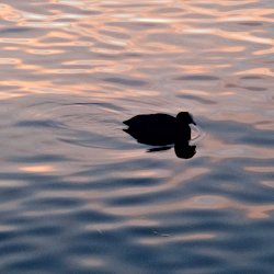 Blässhuhn im Sonnenaufgang