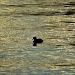 Blässhuhn im Sonnenaufgang