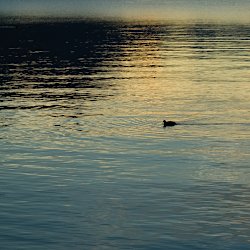 Blässhuhn im Sonnenaufgang