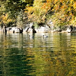 Herbstwald spiegelt sich im See