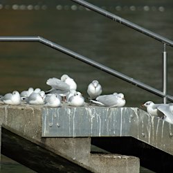 Lachmöwen im Schwimmbad