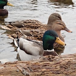 Stockenten im See