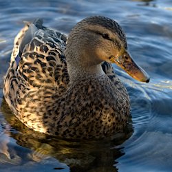 Ente mit vielen Punkten auf dem Schnabel