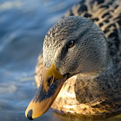 Ente mit Punkten und schwarzer Fläche auf dem Schnabel