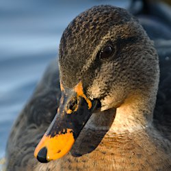 Ente mit grosser schwarzer Fläche auf dem Schnabel