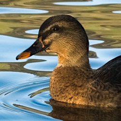 Ente mit grosser schwarzer Fläche auf dem Schnabel