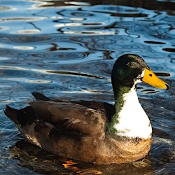 Erpel Hybrid Stockente/Hausente