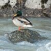 Stockente im Fluss