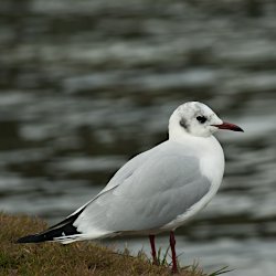 Lachmöwe am Ufer