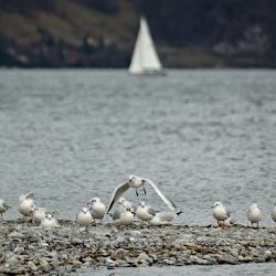 Lachmöwen auf der Kiesinsel